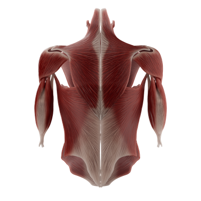 The human anatomy atlas | Anatomy Master