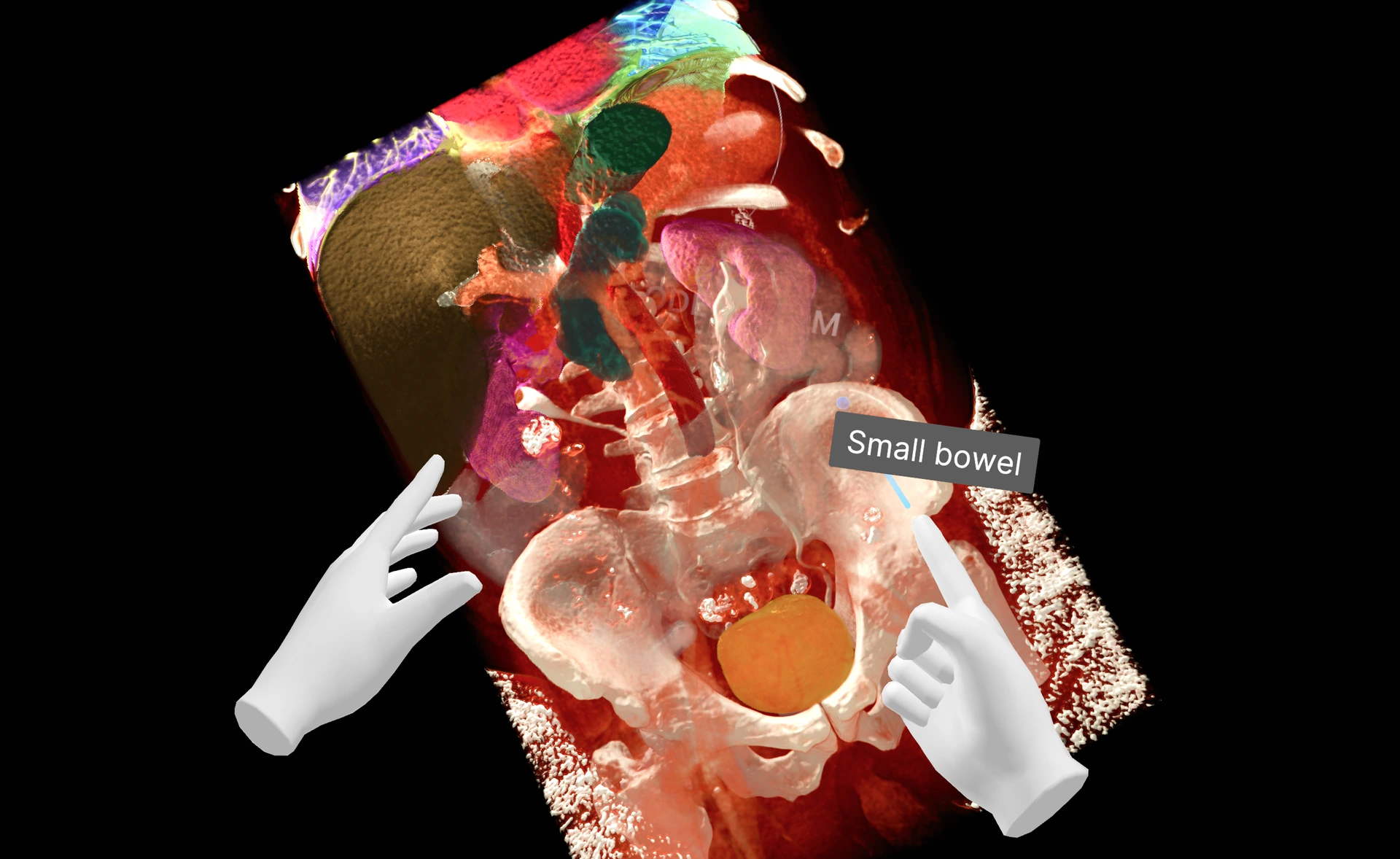 Segmented abdominal anatomy in Medicalholodeck with virtual hands and a small bowel label