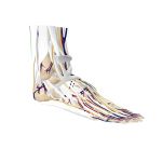 人体解剖学图谱 | 解剖大师