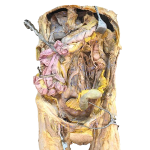 Abdomen