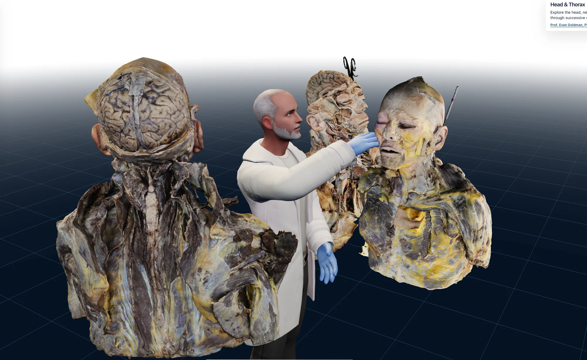 Anatomical head and thorax specimens with a virtual instructor in Medicalholodeck Academy