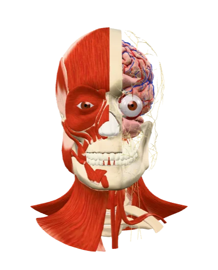 Anatomical 3D model of the head and neck