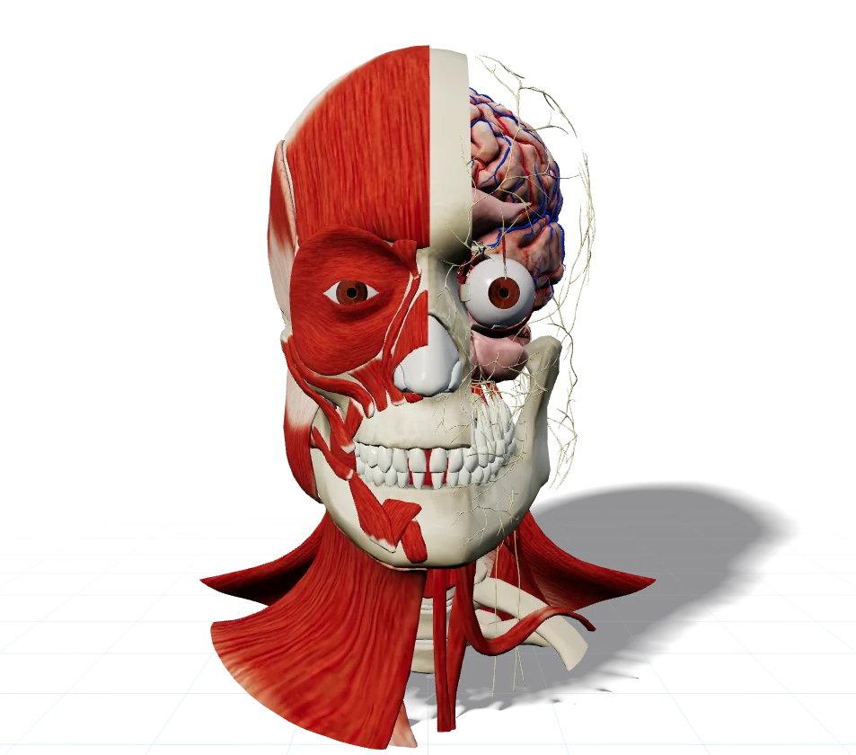 Anatomical 3D model of the head and neck