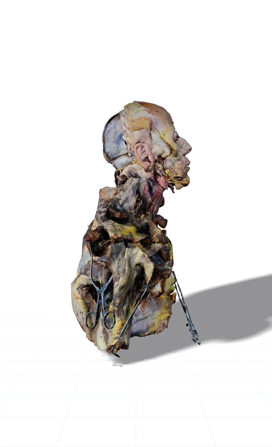 Digital 3D specimen of the head, neck, and upper body
