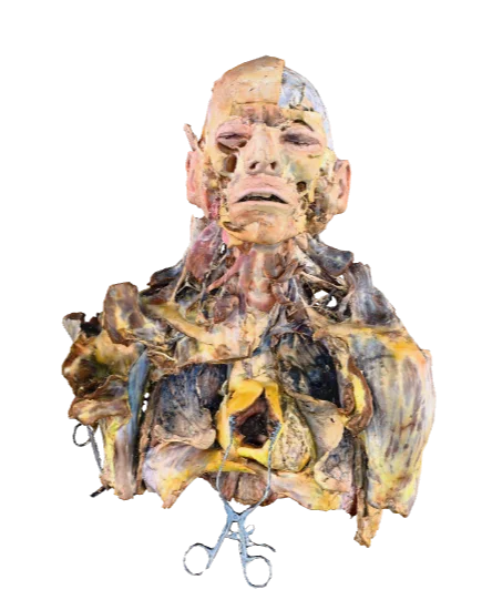 Digital 3D specimen of the head, neck, and upper body