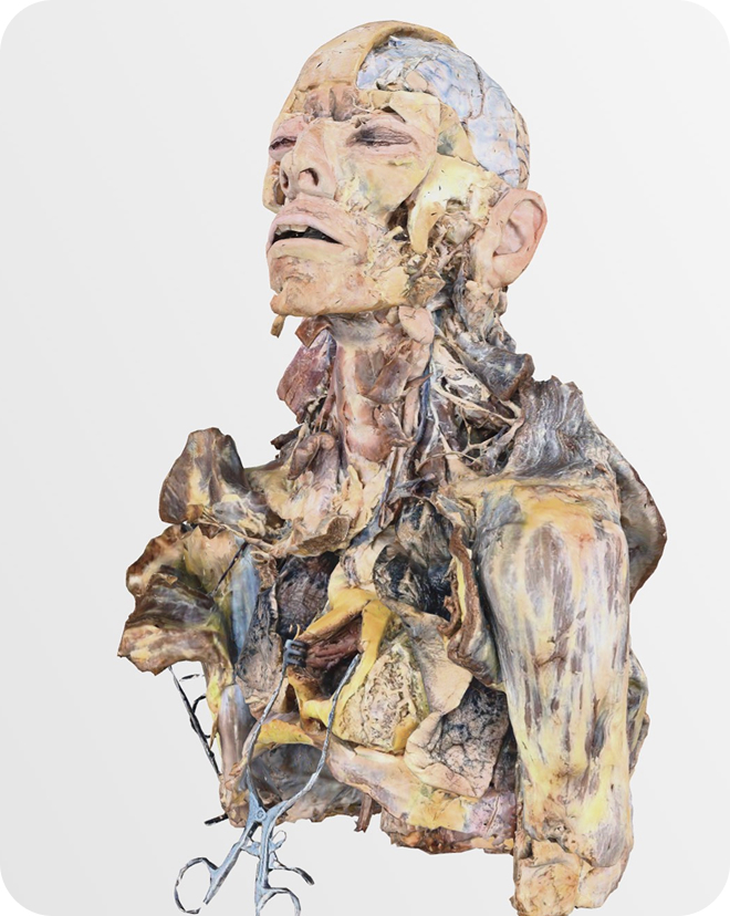 <a href="/vi/human-anatomy-atlas-in-virtual-reality-dissection-master-xr/" class="site-page-link">Dissection Master XR</a>